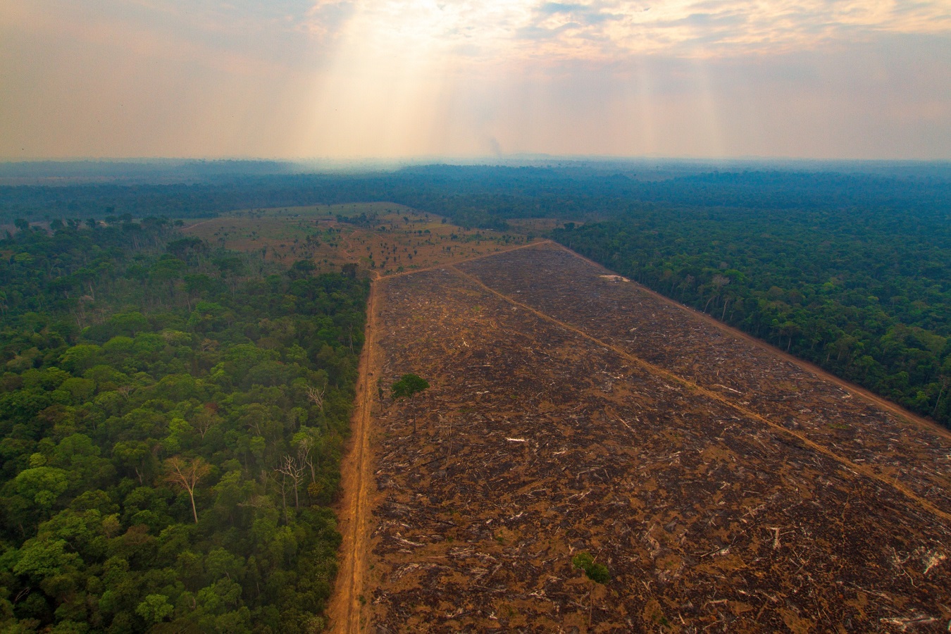 A relação entre vegetação, clima e solo - Brasil Escola